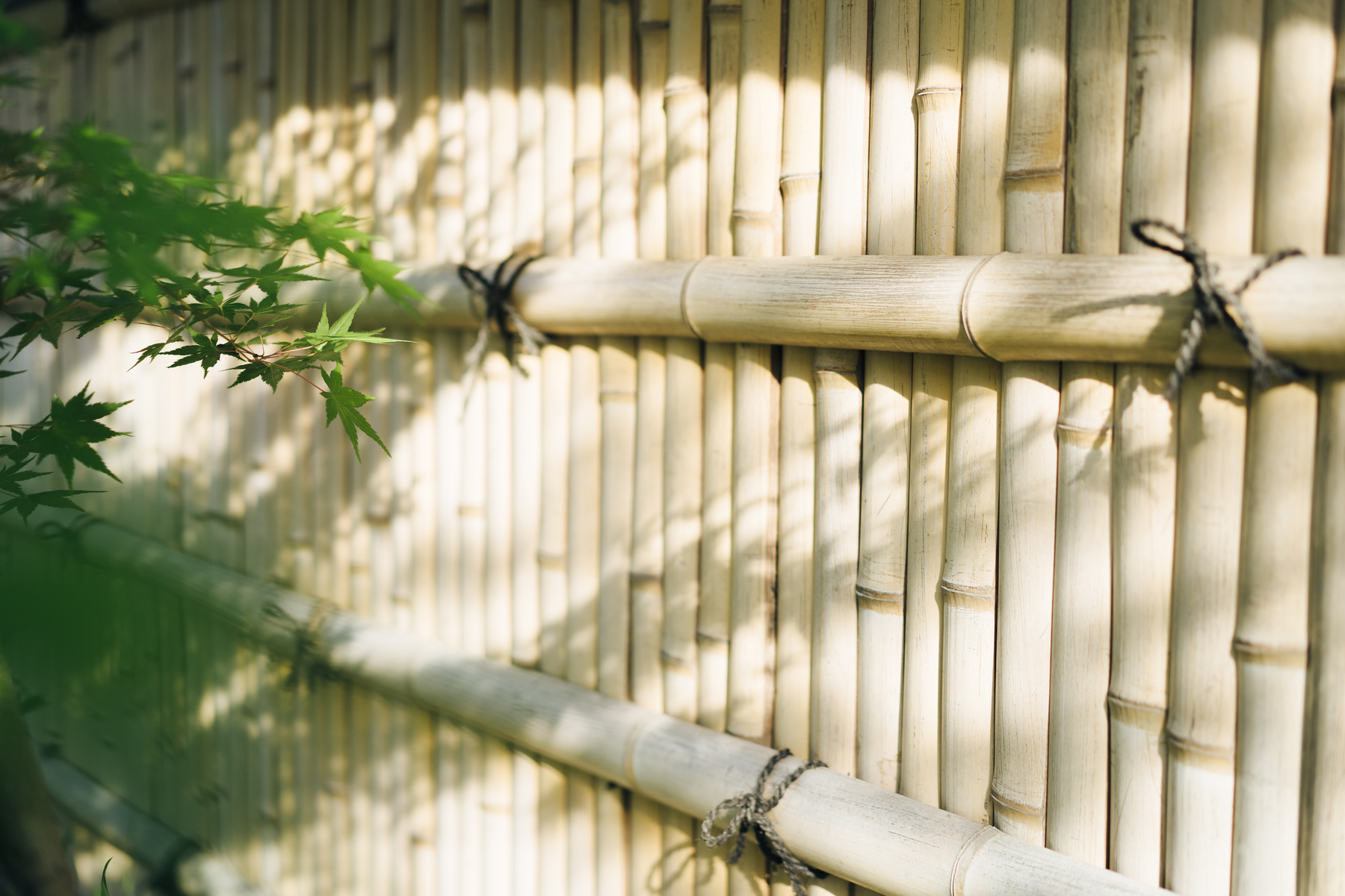 Bamboo Fence and Plant Leaves